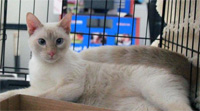 Fritz says: Please adopt me from The CatWorks Inc.