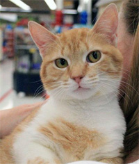 Peaches says: Please adopt me from The CatWorks