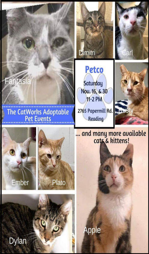 Petco 2019