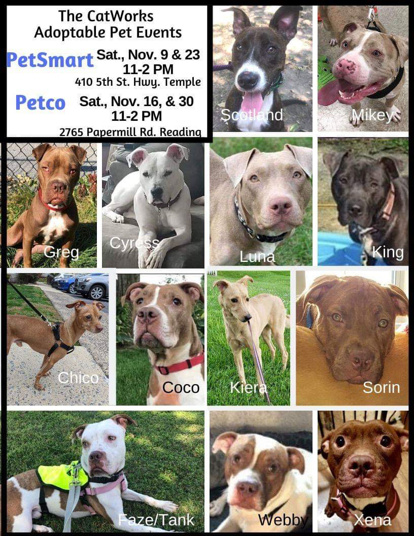 petco 2019